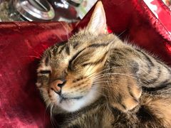 -么凤(波斯富街店)