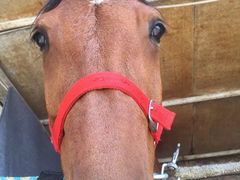 马匹-月河湾马术俱乐部(朝阳店)