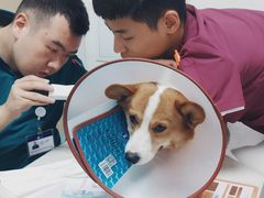 -宠颐生动物医院·心脏科·保险定点(锦阳分院)