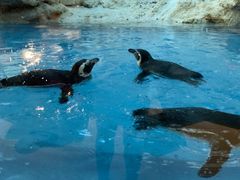 -帝企鹅自助餐厅•儿童岛•真企鹅(长隆企鹅酒店)