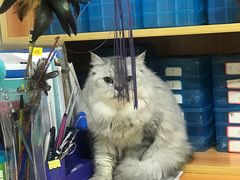 -pd派德宠物中心医院24H急重症·眼科中心·血液透析中心(嵩山北路店)