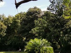 -墨尔本皇家植物园