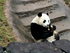 -都江堰中华大熊猫苑