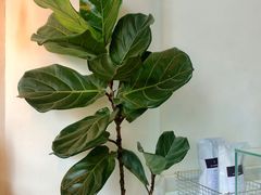 -常识咖啡common sense(春熙路店)