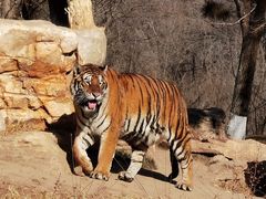 -北京野生动物园