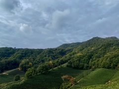 -龙坞茶村