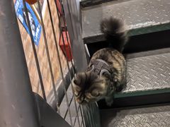 -Echo回声黑胶唱片咖啡馆