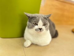 -喵宠乐园·撸猫互动·猫舍