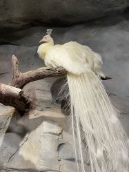 -Zoolung Zoolung动物主题公园(海信广场店)