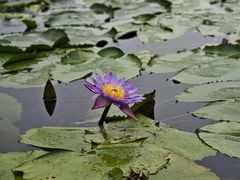 -云溪植物园