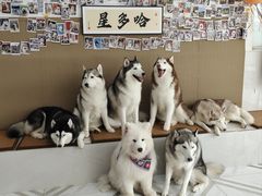 -星多哈·狗咖·拼豆·咖啡
