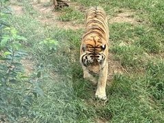 -大连森林动物园