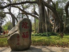 -瑞丽独树成林风景区