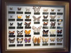 -上海昆虫博物馆