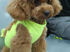 -伟伟宠物医院·CT影像中心·瑞派犬猫综合性门诊(汉口总院)