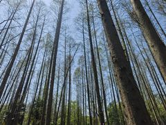 -上海滨江森林公园