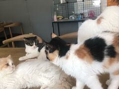-平行世界·猫咖(首经贸店)
