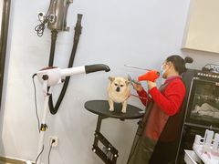 -PETKIT 小佩宠物·德文赛凯猫舍