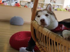 -Husky Go! 哈士奇体验馆·宠物咖啡厅狗咖