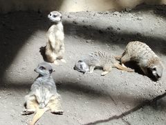 -卡尔加里动物园