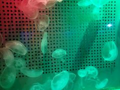 -洛阳龙门海洋馆