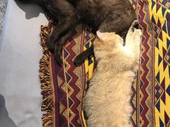 -喵屿·大理花园猫咖