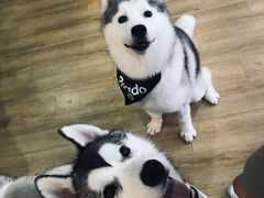 -Husky Go! 哈士奇体验馆·宠物咖啡厅狗咖