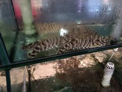 -凯华海鲜火锅·传承三十六年
