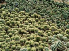 -深圳仙湖植物园