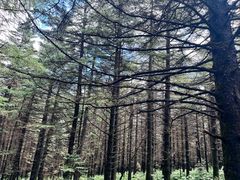 -芦芽山旅游度假区