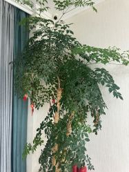 点击看大图 -苗医生草本科技祛痘