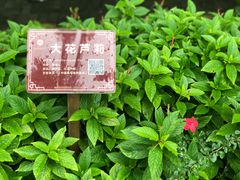 -广西壮族自治区药用植物园