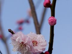 -花开海上生态园