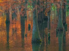 -白鹭湾湿地公园