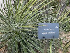 -深圳仙湖植物园