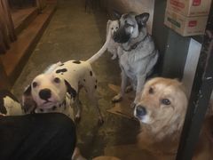 -萌喵咖啡屋(人民东路4号口M16商铺店)