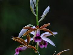 -中国科学院华南植物园