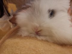 -猫猫幼稚园·撸猫·桌游·电玩