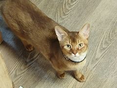 -MOCHA明星猫咖(田子坊店)