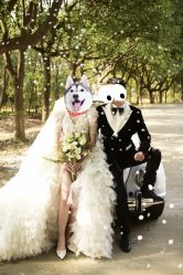 点击看大图 -太郎花子婚纱摄影艺术中心