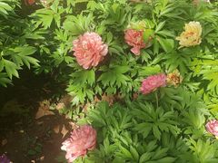 -洛阳市隋唐城遗址植物园