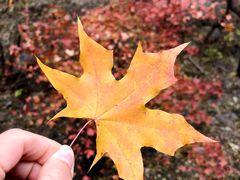 -北京鹫峰国家森林公园