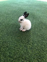 -萌宠亲子动物乐园(槐房万达店)