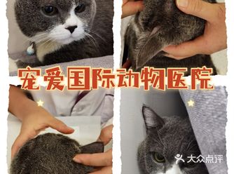小动物的另一个家️宠爱国际动物医院
