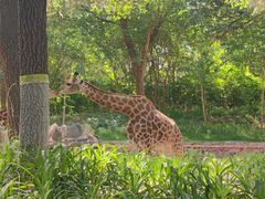 -北京野生动物园