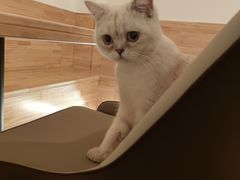-猫腻·猫咖·撸猫馆(星光大道店)