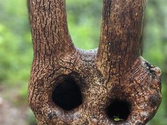 -上海佘山国家森林公园天马山园