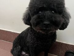 -瑞派动物医院·猫专科·至诚(江南中分院)