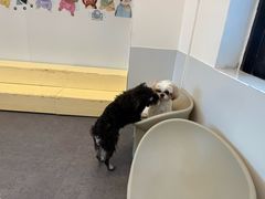 -有喵·猫咖·狗咖·30几只猫10只小狗(岗厦店)
