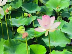 -莲花池公园
